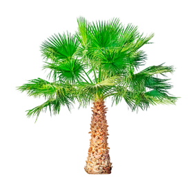 Dwarf Palm est un composant de TestoUltra