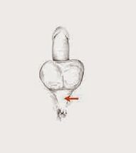 Muscles de puissance et leur tonus pour augmenter la puissance